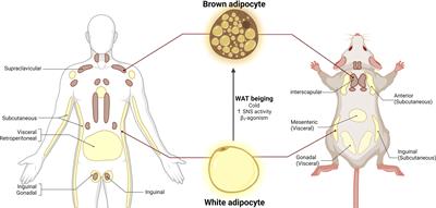 Hypothalamic Estrogen Signaling and Adipose Tissue Metabolism in Energy Homeostasis